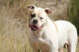 BOULEDOGUE AMERICAIN 399